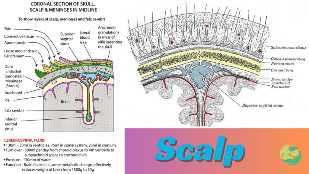 Scalp