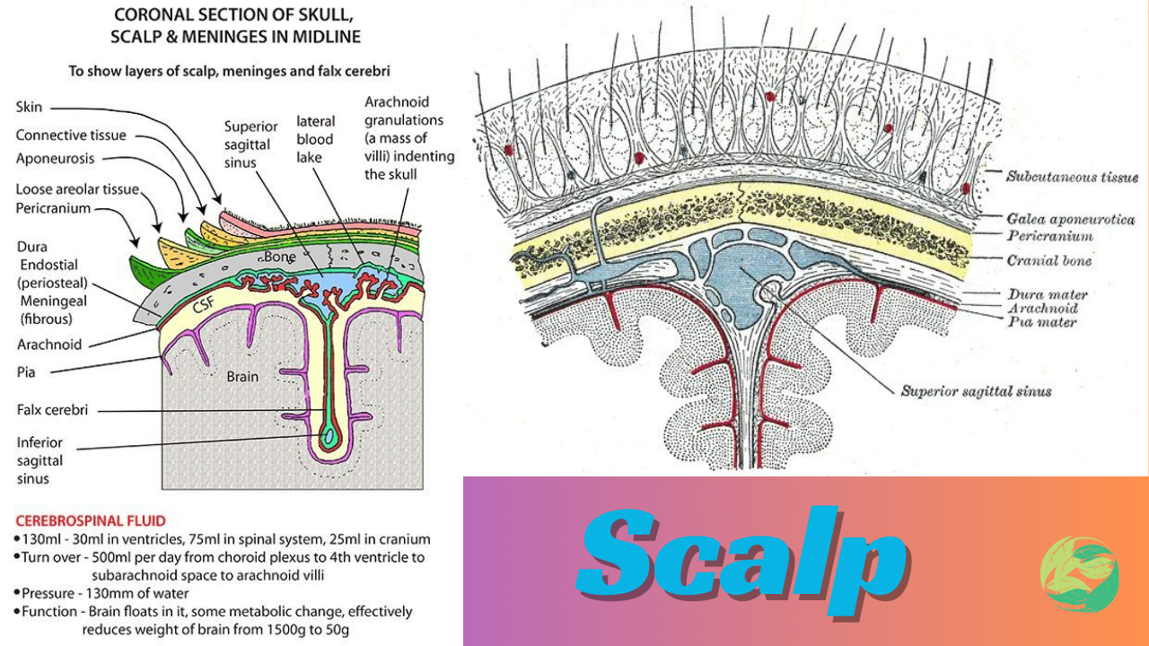 What is Scalp? The Hidden World Beneath Your Hair: An Easy Way to Dive into Its Anatomy and Biology in 2024